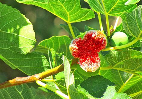 開花無花果花|イチジク(無花果)とは？花の特徴・花言葉・育て方・手入れ方法。